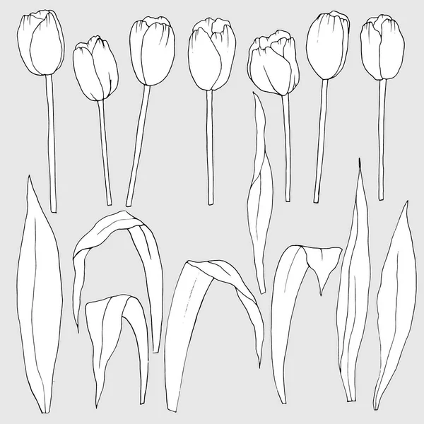 set of elements of flowers of tulips and leaves in black and white, vector illustration, isolate