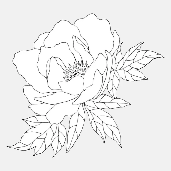 Desenho Uma Rosa Com Folhas Preto Branco Ilustração Vetorial Isolar —  Vetores de Stock