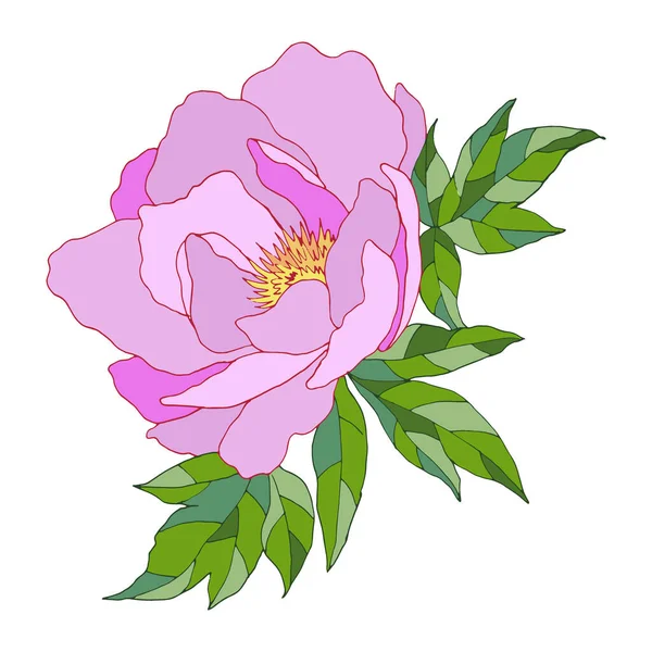 Yapraklı pion çizimi, beyaz arkaplanda izole etme, vektör illüstrasyonu