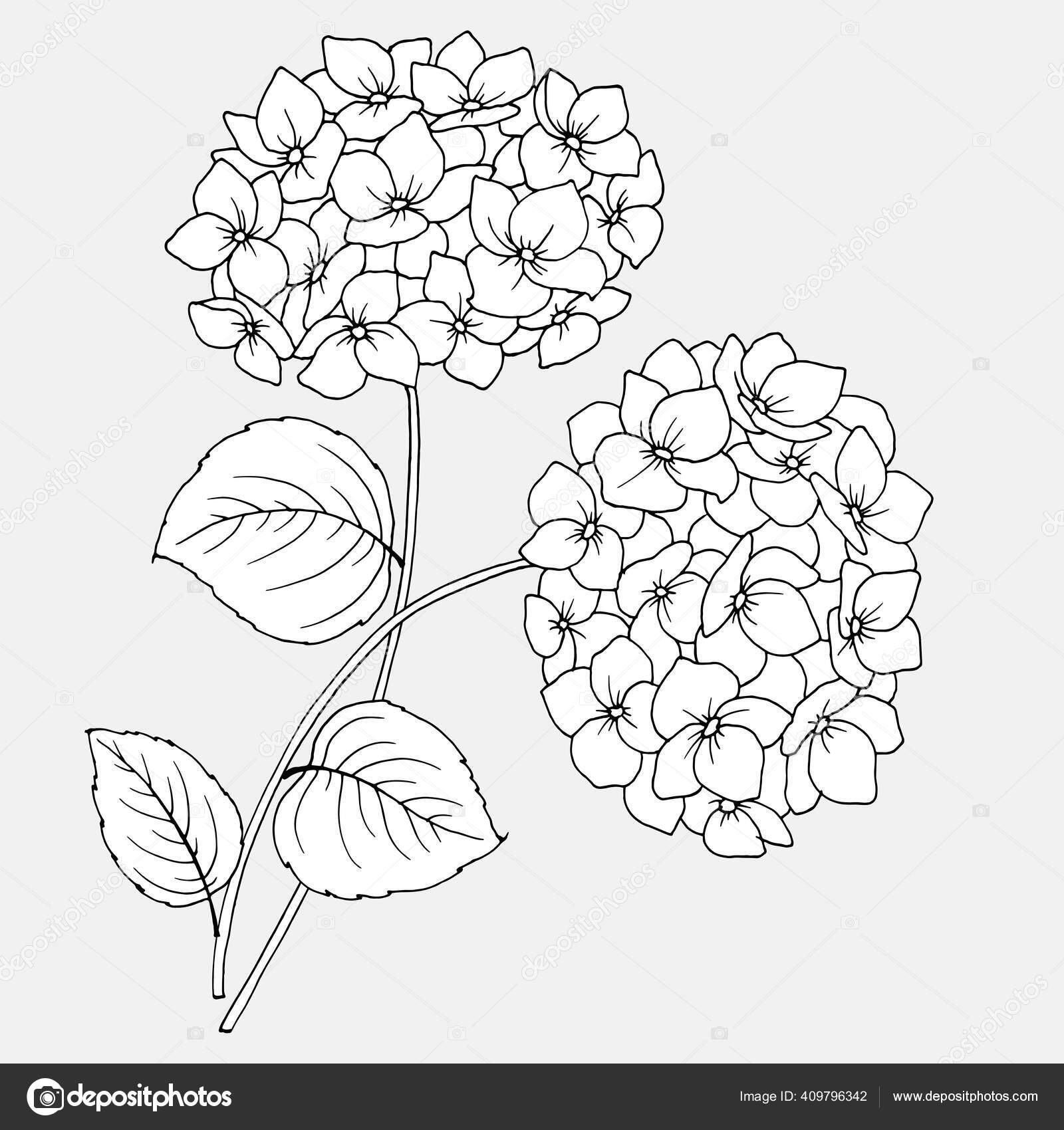 Dessin Fleurs D'hortensia Image Linéaire Noir Blanc image vectorielle