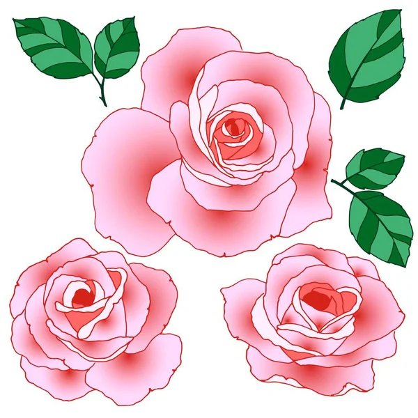 Set Floral Elements Roses Leaves Bright Colors — Stock Vector