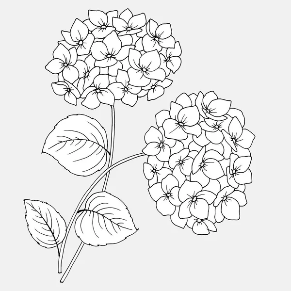 drawing of flowers of hydrangea, linear black and white image