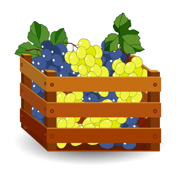 木盒中的成熟葡萄 白色背景的隔离 自动果实 — 图库矢量图片