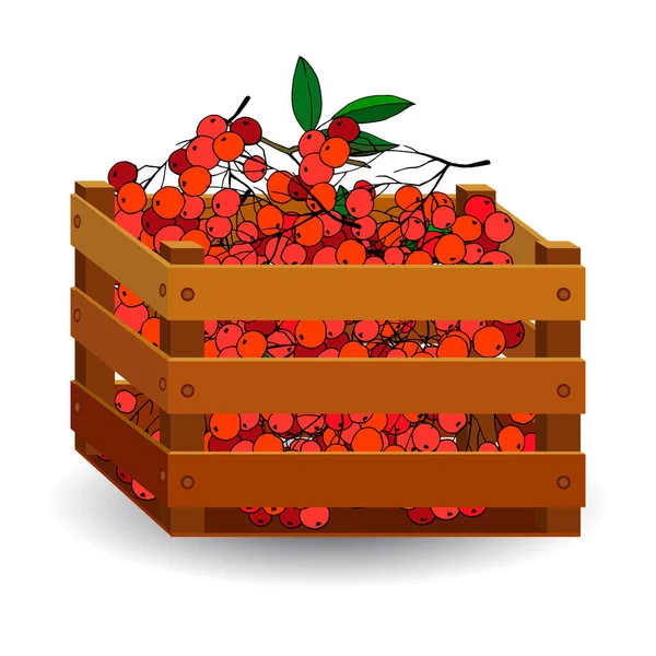 Vermelho Rowan Uma Caixa Madeira Isolado Fundo Branco Frutas Outono — Vetor de Stock