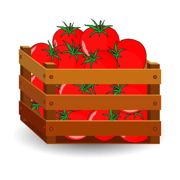 成熟的西红柿装在木盒中 白色背景隔离 秋天果实 — 图库矢量图片