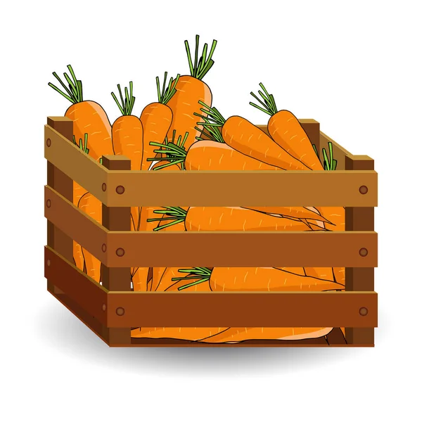 成熟的胡萝卜在木盒中 白色的背景隔离 秋天的果实 — 图库矢量图片