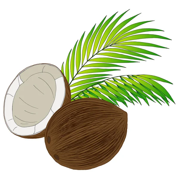 Bild Kokosnötter Och Palmblad Isolat Vit Bakgrund Tropisk Illustration — Stock vektor