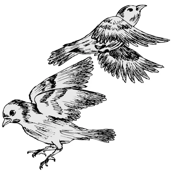 Isoler Sur Fond Blanc Dessiner Des Oiseaux Stylo Motif — Image vectorielle