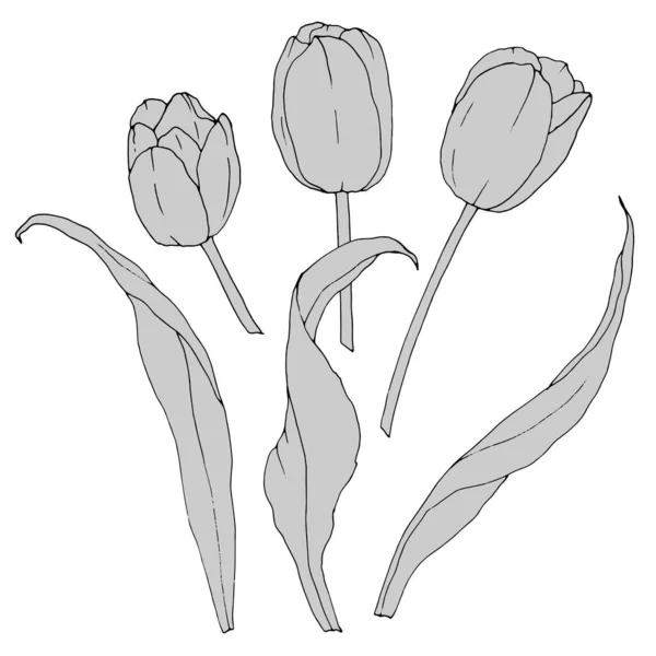 Çiçeklerin Elementleri Lalelerin Tek Renkli Yaprakları Beyaz Arkaplanda Izole Edilir — Stok Vektör