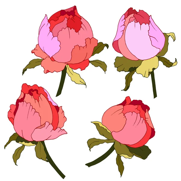 Halmaz Rügyek Rózsák Élénk Színek Vektor Illusztráció — Stock Vector