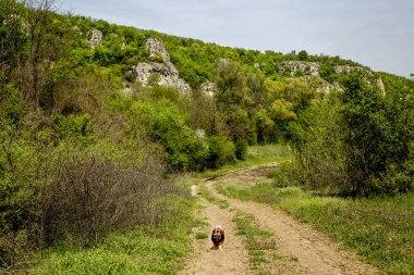 Kayalık omurga yaz, Bulgaristan.