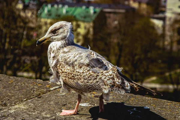 Albatros şehir kale duvarına.