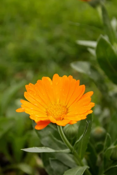 Piękny Kwiat Zielonym Tle — Zdjęcie stockowe