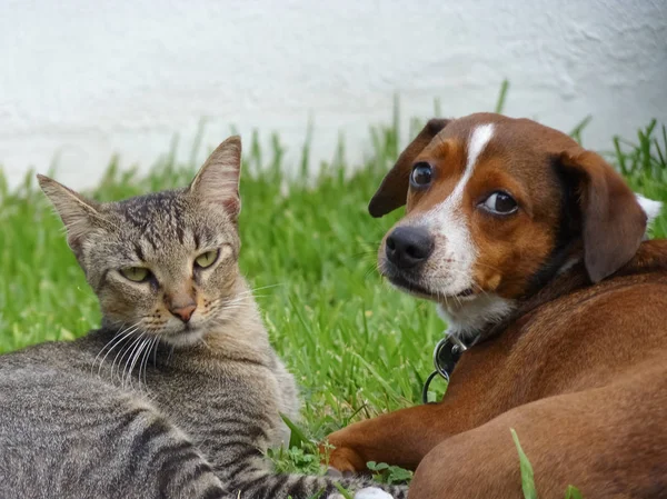 Pies i kot, biorąc Zdjęcie Stockowe