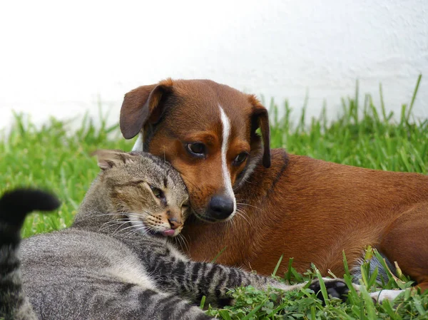 Pies i kot przyjaciół Zdjęcia Stockowe bez tantiem