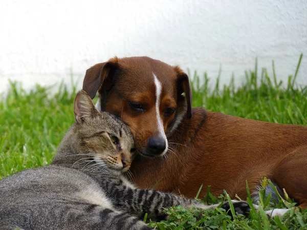 Beagle pies i szary kotek, Obrazek Stockowy