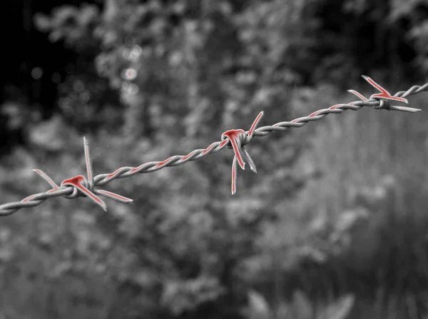 Surrealista Alambre Púas Sangrientas Sobre Fondo Blanco Negro —  Fotos de Stock