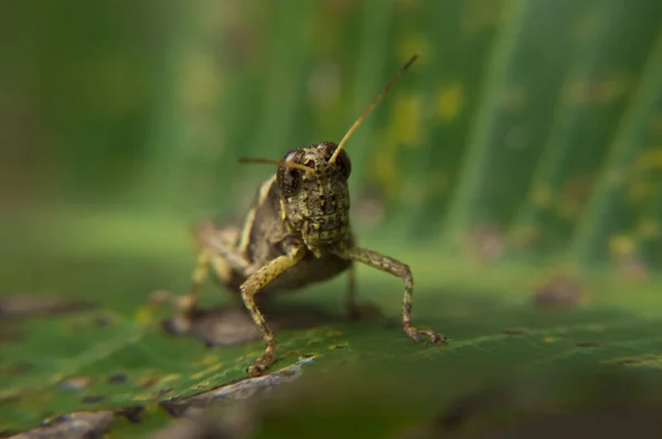 Grasshopper Hoja Mirando Espectador — Foto de Stock