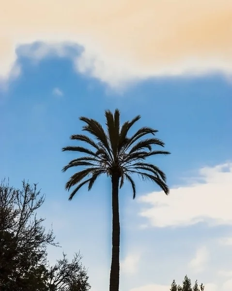 Palmera Retro Aislada Sobre Fondo Interesante — Foto de Stock