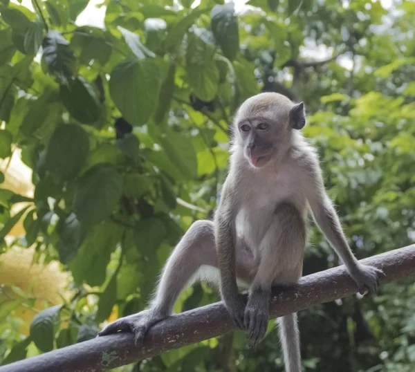 Een Blik Van Aap Het Wild — Stockfoto