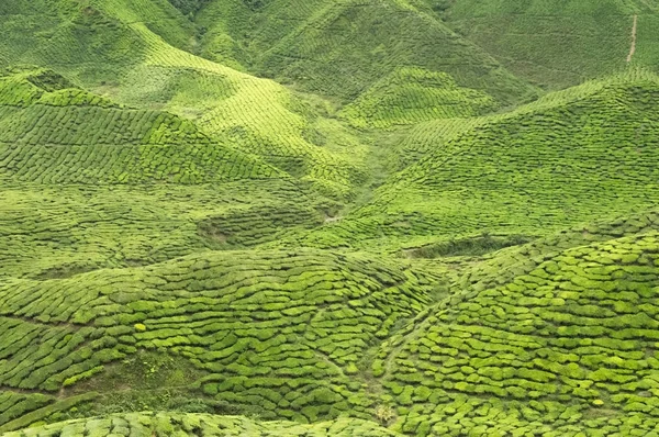 Green Cameron Highlands covered by tea plantations