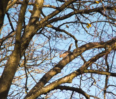 Mavi kış gökyüzünde büyük meşe dalları arasında sincap