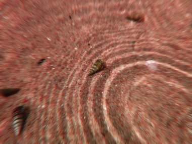 Dokulu kabuk kahverengi swirls kuma yatan ayrıntılarda Close-Up. 