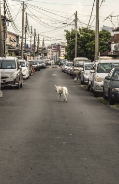 Arkadan görünüş beyaz evsiz köpek park etmiş arabaların, Petaling Jaya, Malezya arasında boş yolda yürüyen