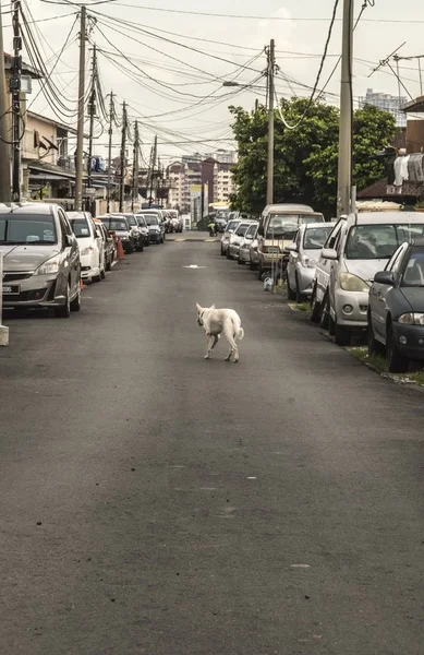 Arkadan görünüş beyaz evsiz köpek park etmiş arabaların, Petaling Jaya, Malezya arasında boş yolda yürüyen