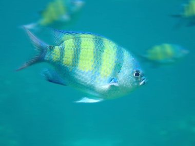 Çavuş Major veya pintano (Abudefduf saxatilis, Aile Poma