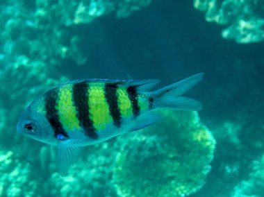 Çavuş Major veya pintano (Abudefduf saxatilis, Aile Poma