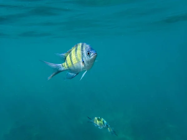 El Sargento Mayor (Abudefduf saxatilis, familia Poma) — Foto de Stock