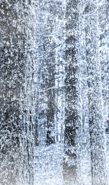Δασικό τοπίο με βαριά χιονόπτωση — Φωτογραφία Αρχείου
