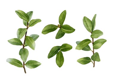 Beyaz bir arka plan üzerinde izole suluboya çizilmiş ihale yeşil yapraklı dallar el kümesi. Tasarım desenleri için öğeleri, çelenk ve çerçeveler çiçek tarzında.