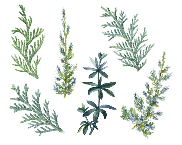 Set Van Groene Takken Met Inbegrip Van Thuja Juniperus Takken — Stockfoto