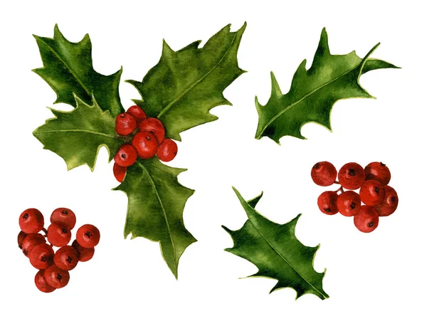 Set Holly Leaves Red Holly Berries Hand Drawn Watercolor Isolated — Stock Photo, Image