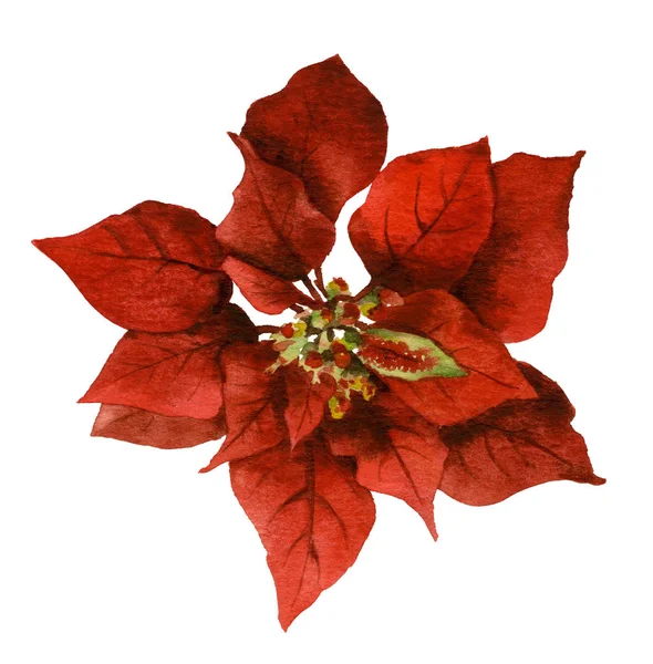 Красная Пуансеттия Канун Рождества Вифлеемская Звезда Нарисованная Акварелью Белом Фоне — стоковое фото