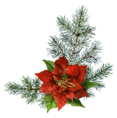 Beyaz bir arka plan üzerinde izole suluboya çizilmiş Atatürk çiçeği ve ladin dalları el oluşan yılbaşı aranjman. Davetiyeler, çerçeveler, posta kartları ve tebrik kartları için idealdir.