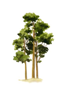 Çam ağaçları el boyalı suluboya resim