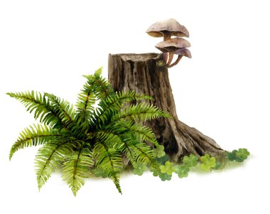 Beyaz bir arka plan üzerine suluboya resim yeşil fern el boyalı 