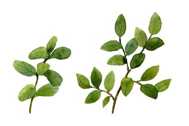 Beyaz bir arka plan üzerinde izole suluboya yabanmersini ve yaban mersini yapraklı fışkın çilek el olmadan kümesi boyalı