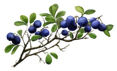 Beyaz arka plan üzerinde izole suluboya dal yandan olgun blueberry resmi boyalı