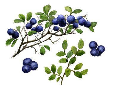 Resim-yaban mersini (huckleberry) kümesi dal ve beyaz bir arka plan üzerinde izole suluboya boyalı el çilek 