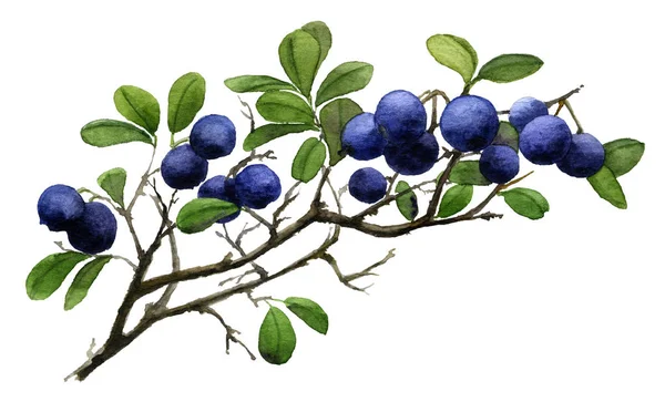 Bild Von Reifen Blaubeeren Auf Zweigen Hand Gemalt Aquarell Isoliert — Stockfoto