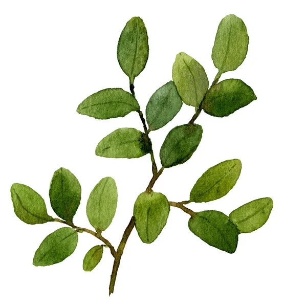 Beyaz arka plan üzerine suluboya resim yeşil yaban mersini fışkın el boyalı 