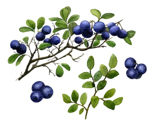 Bild Set Blåbär Huckleberry Kvistar Och Bär Handmålade Akvarell Isolerad — Stockfoto