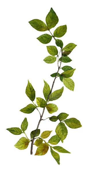 Obrázek Větve Stromu Zelenými Listy Ručně Malované Akvarel Bílém Pozadí — Stock fotografie