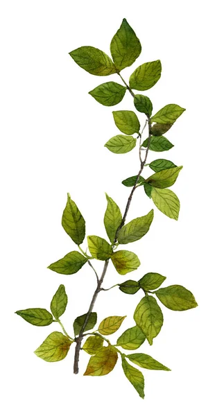Picture of a tree branch with green leaves hand painted in watercolor on the white background 