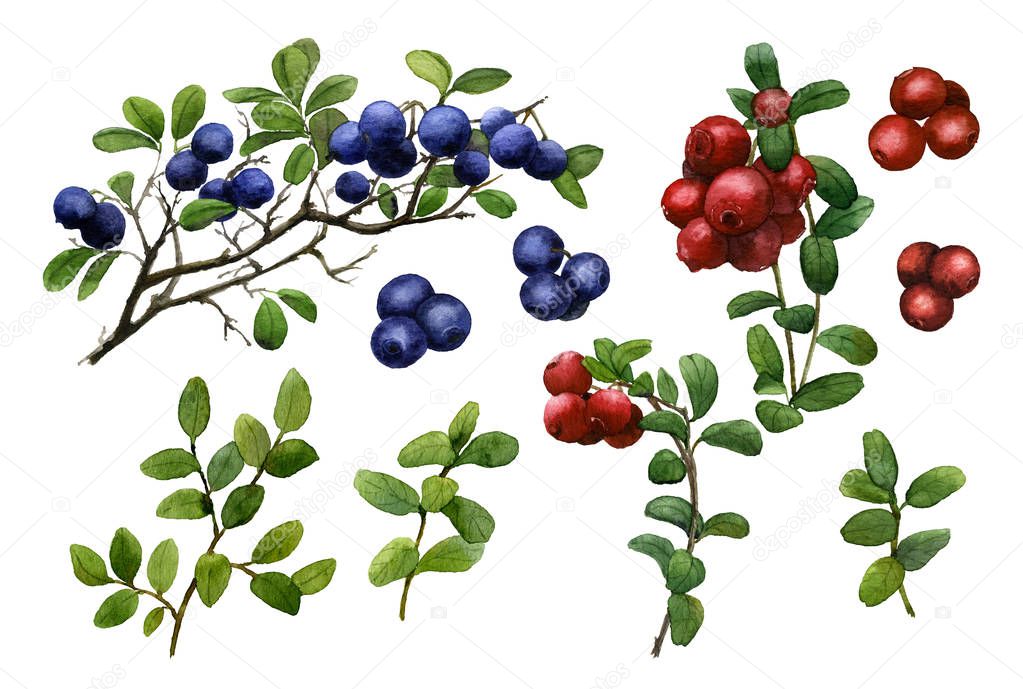 Picture-set of blueberry (huckleberry) and cowberry sprigs and berries hand painted in watercolor isolated on a white background 