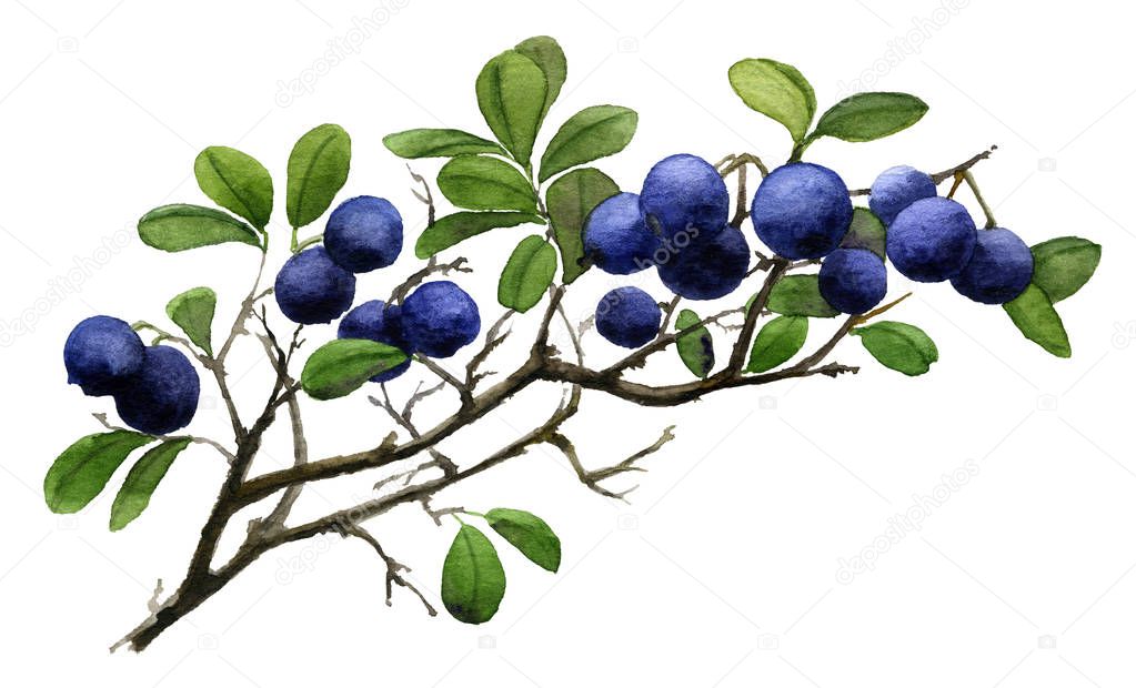 Picture of ripe blueberry on sprigs hand painted in watercolor isolated on the white background